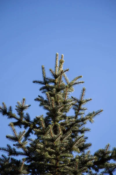 Vertical Low Angle Shot Tip Pine Tree Clear Blue Sky — Stock Photo, Image
