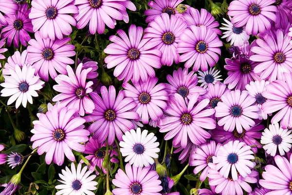 Primo Piano Margherite Africane Viola Osteospermum Perfetto Sfondi — Foto Stock