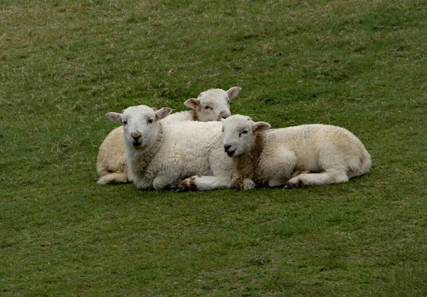 Een Close Schot Van Schapen Liggend Het Grasland — Stockfoto