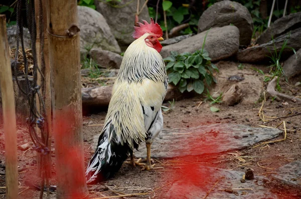 一只白色和棕色的公鸡在户外的特写镜头 — 图库照片