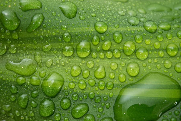 Ein Blick Von Oben Auf Wassertropfen Auf Den Blättern Der — Stockfoto