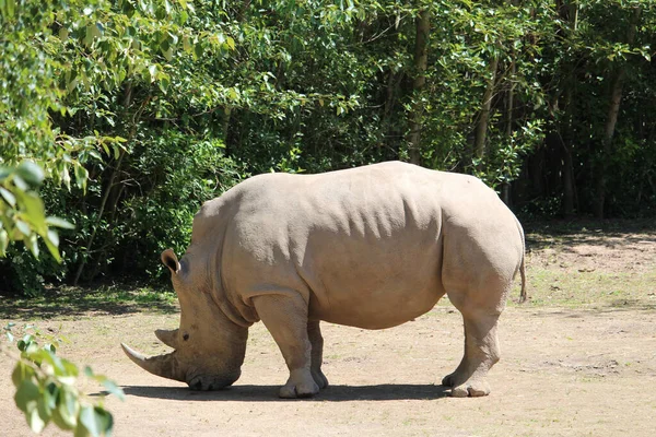 Une Belle Vue Sur Rhinocéros Blanc Rhinocéros Dans Zoo — Photo