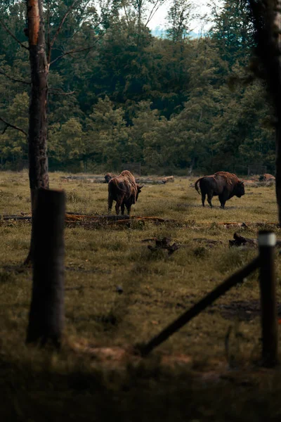 Vertical Shot Bison Grazing Field Surrounded Alpine Trees — Stock Photo, Image