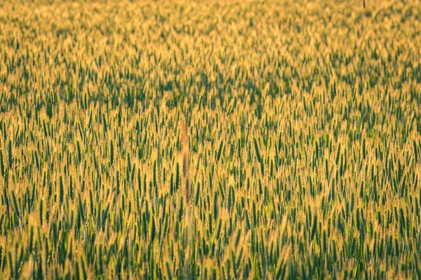 Uma Bela Vista Campo Trigo Amarelo Sob Luz Solar — Fotografia de Stock