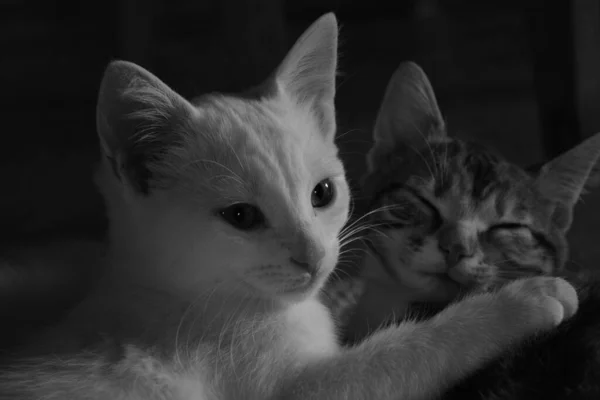 Tiro Tons Cinza Dois Gatinhos Brincando Uns Com Outros — Fotografia de Stock