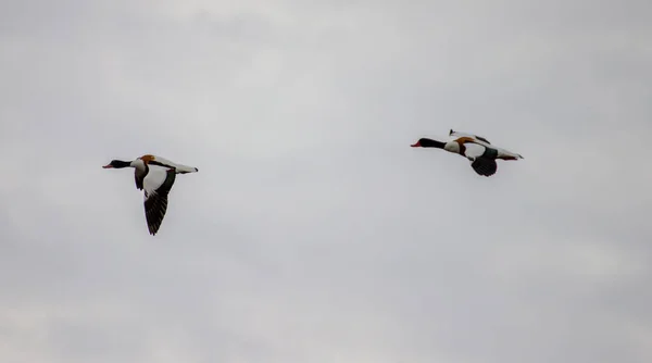 Primer Plano Los Shelducks Comunes Que Vuelan Nublado — Foto de Stock