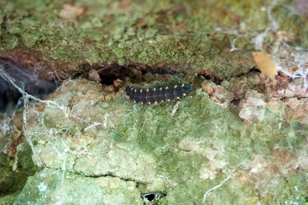 Gros Plan Une Chenille Sur Une Surface Rugueuse Recouverte Mousses — Photo