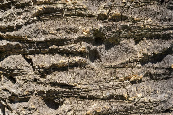 Detailní Záběr Texturované Kůry Stromu Venku Denního Světla — Stock fotografie