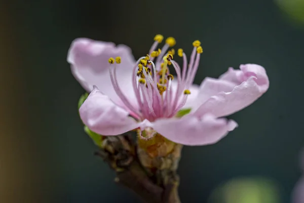 Ένα Επιλεκτικό Πλάνο Εστίασης Ενός Ανθισμένου Λουλουδιού Κερασιάς Κλαδί Δέντρου — Φωτογραφία Αρχείου