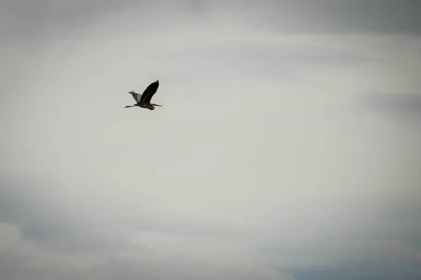 황새가 구름낀 하늘을 배경으로 비행하는 모습을 — 스톡 사진