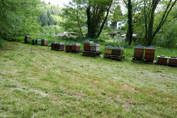 Campo Cubierto Vegetación Con Colmenas Luz Del Día Campo —  Fotos de Stock