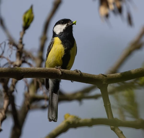 Great Tit Bird Branch Tree — Φωτογραφία Αρχείου