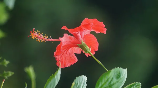 Gros Plan Une Fleur Rouge Hibiscus Aux Feuilles Vertes Sur — Photo