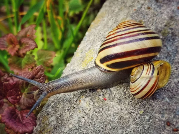 Closeup Shot Garden Snail — Stock Photo, Image