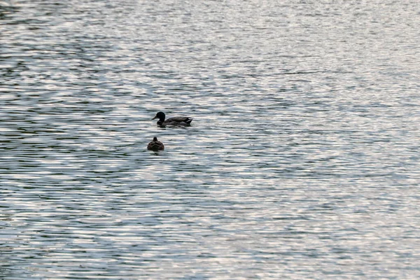 Calm Body Water Ducks Swimming — Stock Photo, Image