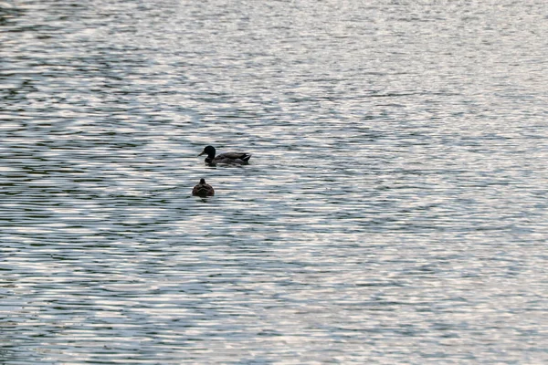 Plan Eau Calme Avec Des Canards Nageant Dedans — Photo