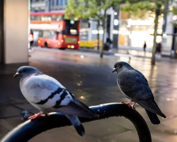 夜になると数羽の鳩が路上に現れ — ストック写真