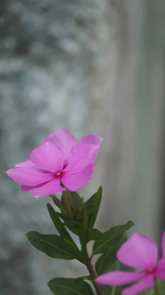 Primo Piano Fiore Viola Con Foglie Verdi Uno Sfondo Sfocato — Foto Stock