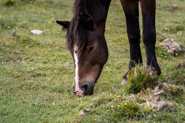 Gros Plan Magnifique Cheval Noir Broutant Sur Prairie Couverte Herbe — Photo