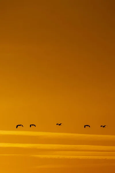 Plan Vertical Oiseaux Volant Dans Ciel Pendant Beau Coucher Soleil — Photo