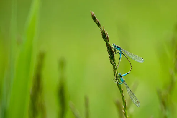 Mise Point Sélective Une Libellule Perchée Sur Une Plante — Photo