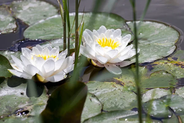 Closeup Shot White Water Lilies Daytime — Stock Photo, Image