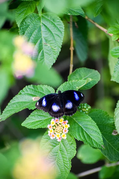 Egy Függőleges Lövés Egy Finom Fekete Pillangóról Kék Foltokkal Szárnyain — Stock Fotó