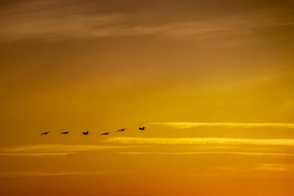 Ein Schöner Blick Auf Vögel Flug Während Des Sonnenuntergangs — Stockfoto