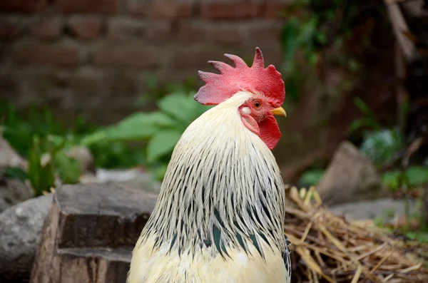 Een Selectieve Focusopname Van Een Witte Bruine Haan Buiten — Stockfoto