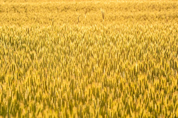 Krásný Výhled Žluté Pšeničné Pole Slunci — Stock fotografie