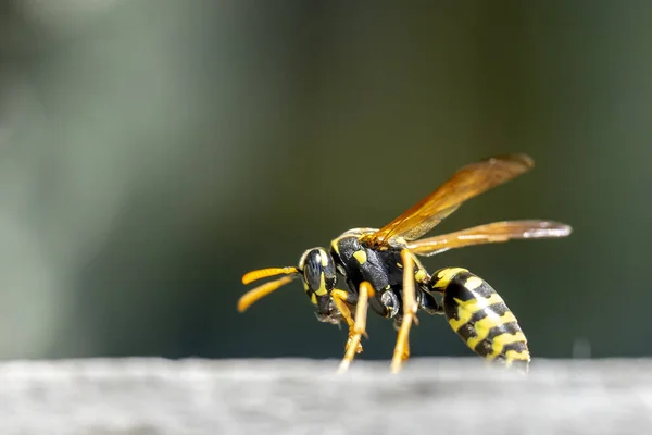Selektivní Záběr Včely Křídly Šedém Povrchu — Stock fotografie