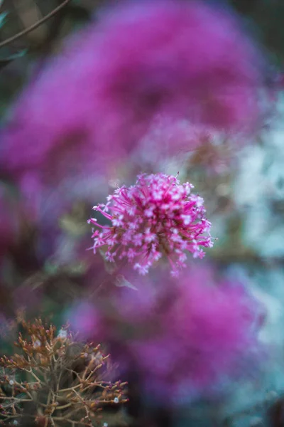 中央部に咲くゴムの花の垂直ショット — ストック写真