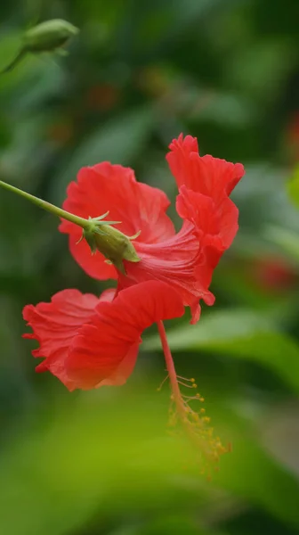 Closeup Shot Red Hibiscus Flower Green Leaves Blurred Background — Stock Photo, Image
