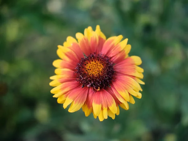 High Angle Shot Blanket Flower Blooming Park — Stock Photo, Image