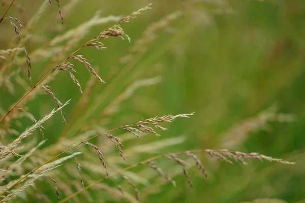Shallow Focus Grass Blurred Green Background — Stock Photo, Image