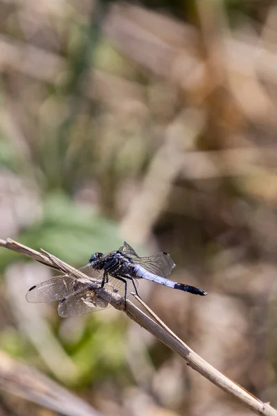 Gros Plan Une Libellule Sur Une Brindille — Photo