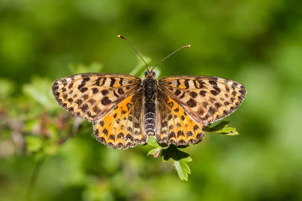 Selektiv Fokusbild Vacker Melitea Didyma Fjäril Utomhus Omgiven Grönska — Stockfoto