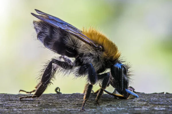 Closeup Shot Bombus Hyperboreus Bee Tree — Stock Photo, Image