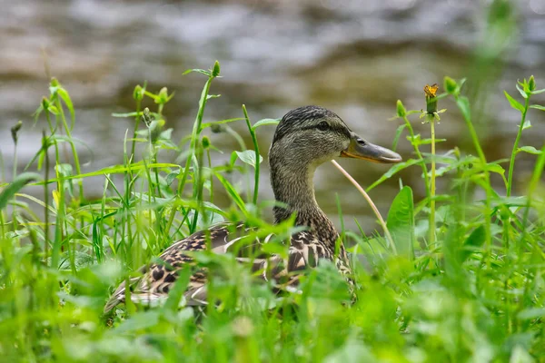 Focus Selettivo Germano Reale Femminile Sulle Erbe Verdi Vicino Fiume — Foto Stock