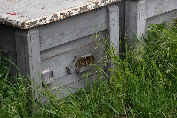 Closeup Beehives Ground Covered Greenery Countryside — Stock Photo, Image