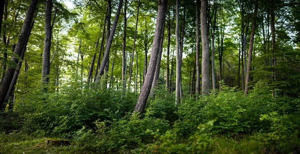 Вид Теплий Ранок Лісі Літній Час — стокове фото