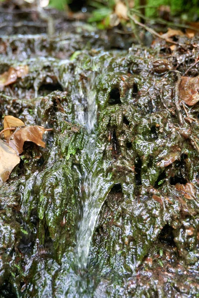 Μια Κάθετη Λήψη Ενός Ρυακιού Ένα Δάσος Φθινόπωρο Θολή Φόντο — Φωτογραφία Αρχείου