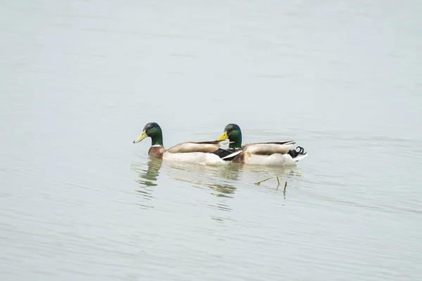 湖中飘扬的野鸭美景 — 图库照片