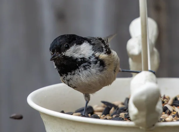 Coal Tit Bird Bowl Full Seeds Garden — Photo