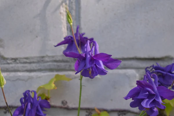 Пурпурные Цветы Растут Возле Белой Стены — стоковое фото