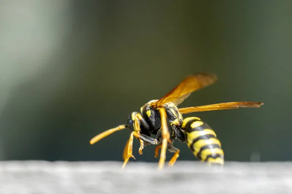 Een Selectieve Scherpstelopname Van Een Bij Met Vleugels Een Grijs — Stockfoto