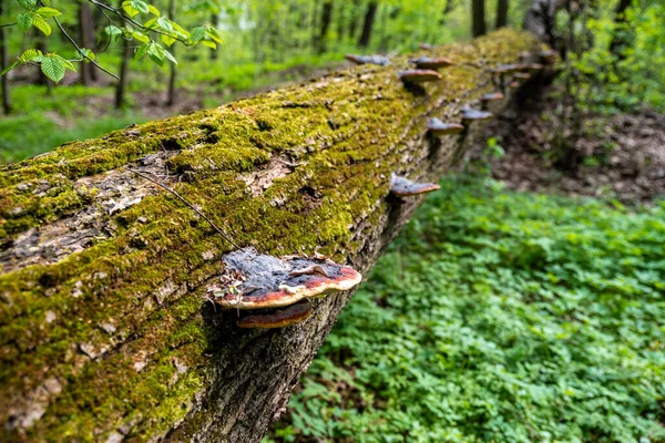 Plan Rapproché Arbre Couvert Mousse Dans Forêt — Photo