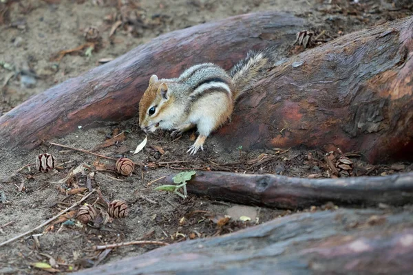 Clsoeup Shot Chipmunk Eating Seeds — Stock Photo, Image