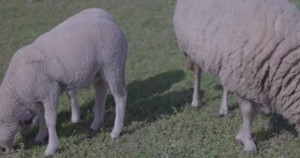 Footage Sheep Goats Grazing Field Daylight — Stock Video