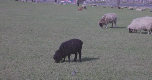 Des Images Moutons Chèvres Broutant Dans Champ Plein Jour — Video